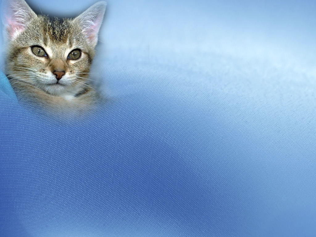 Animal Pets Cat Backgrounds powerpoint backgrounds