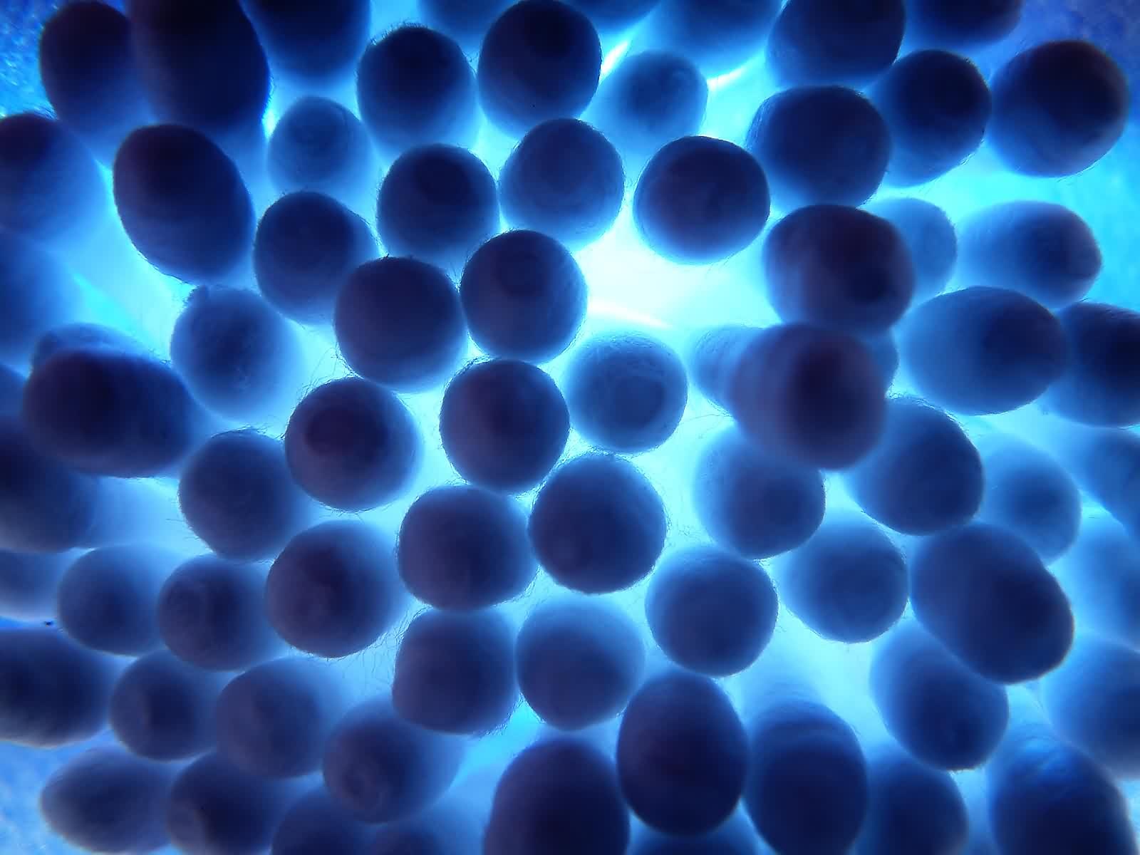 Blue Spores Backgrounds powerpoint backgrounds