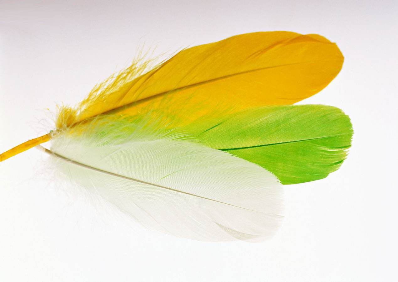 Colorful feather Backgrounds powerpoint backgrounds
