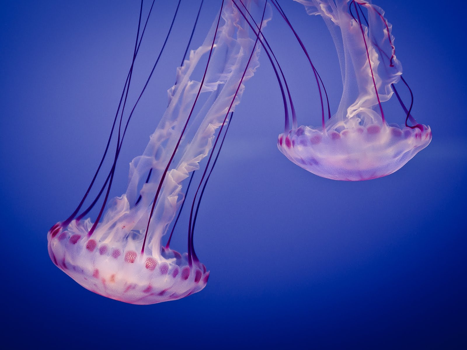 jellyfish backgrounds for powerpoint template
