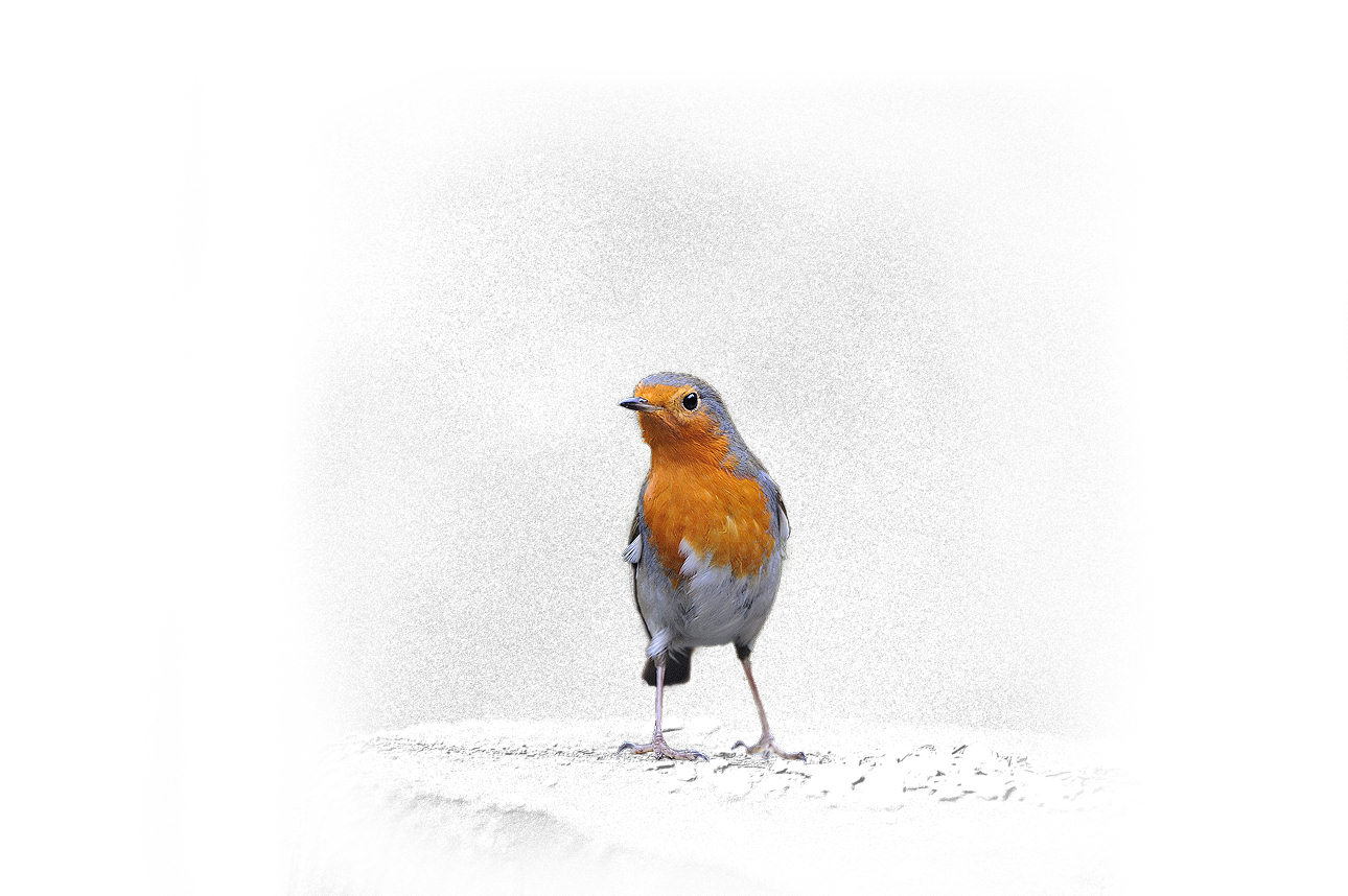 Robin Birds Backgrounds powerpoint backgrounds