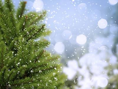 Abstract Winter Tree, Bubbles And Snowflakes Background