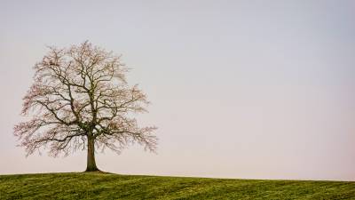 Beautiful Lonely Tree Background Thumbnail