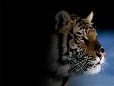 Beautiful Tigers From The Dark Background