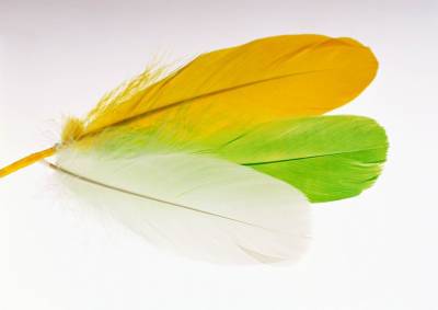 Colorful Feather Background Thumbnail