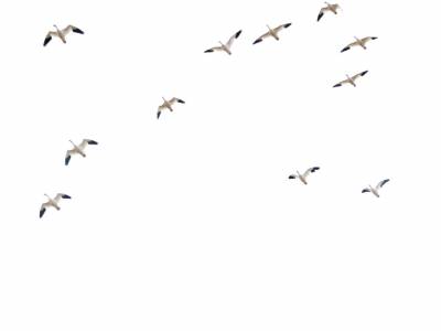 Flying Geese Thumbnail