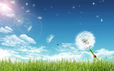 Grass, Blue Bright Sky And A Dandelion Background