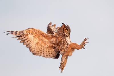 Great Horned Owl In Flight Background