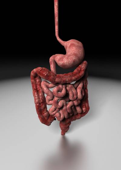 Human Digestive System Thumbnail