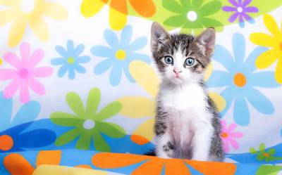 Kitty With Floral Design Background Thumbnail