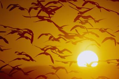 Migration Birds Sunset Background Thumbnail