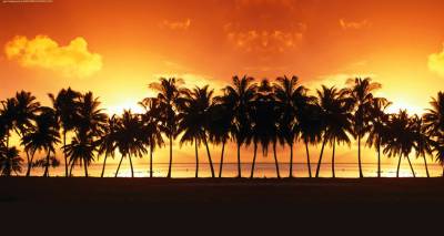 Palm Trees Landscape Background Thumbnail