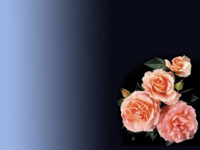 Pink Roses Background Thumbnail