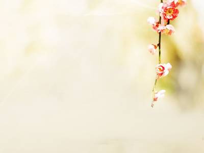 Plum Blossom Background