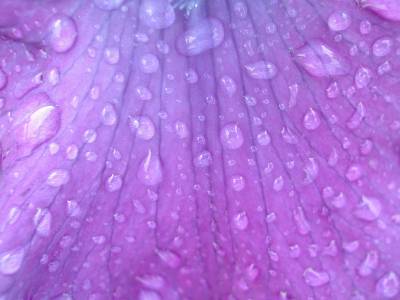 Raindrops On A Purple Flower Background Thumbnail