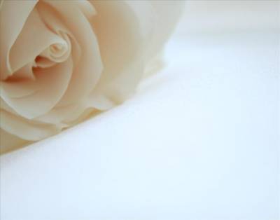 Rose In The Corner On White Background Thumbnail