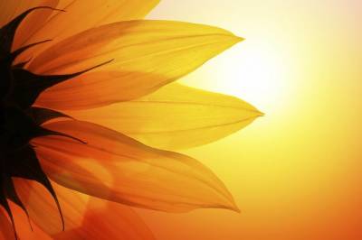Sunflower At Sunset, Closeup Background