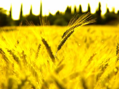 Sunny Wheat Fields Background