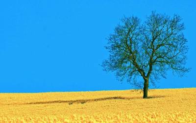 Yellow Field And Tree Background Thumbnail