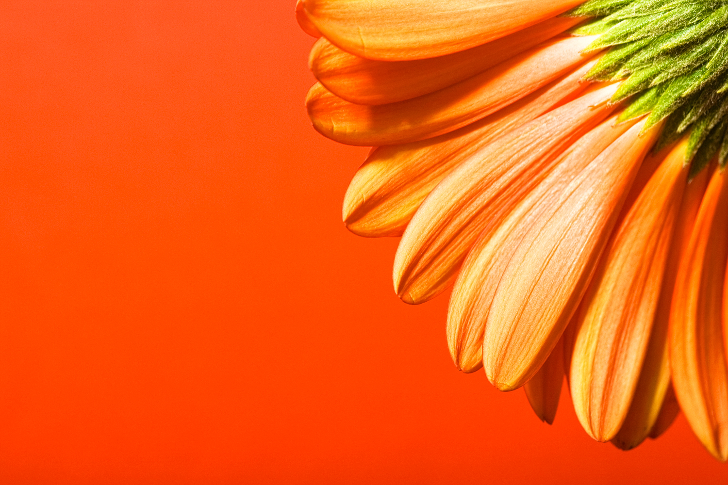 Beautiful orange flower design powerpoint background