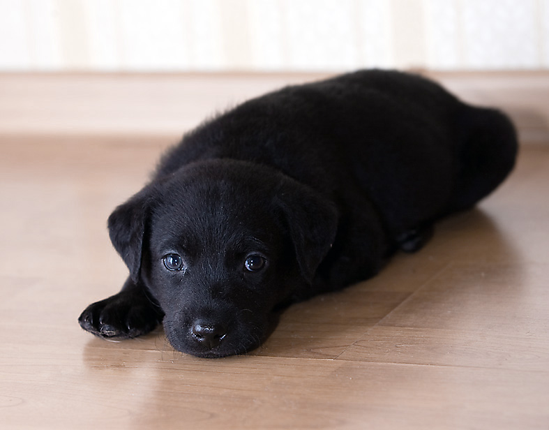 Black labrador puppy powerpoint background