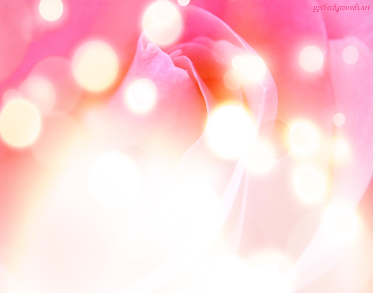 Blurry lights with rose color powerpoint background