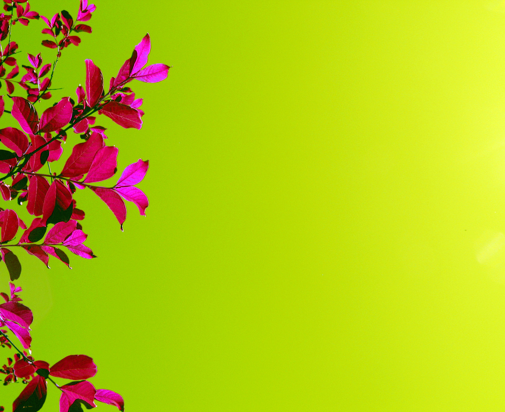 Bright pink flowers green powerpoint background