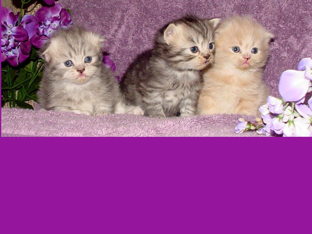 Cute kitten border powerpoint background