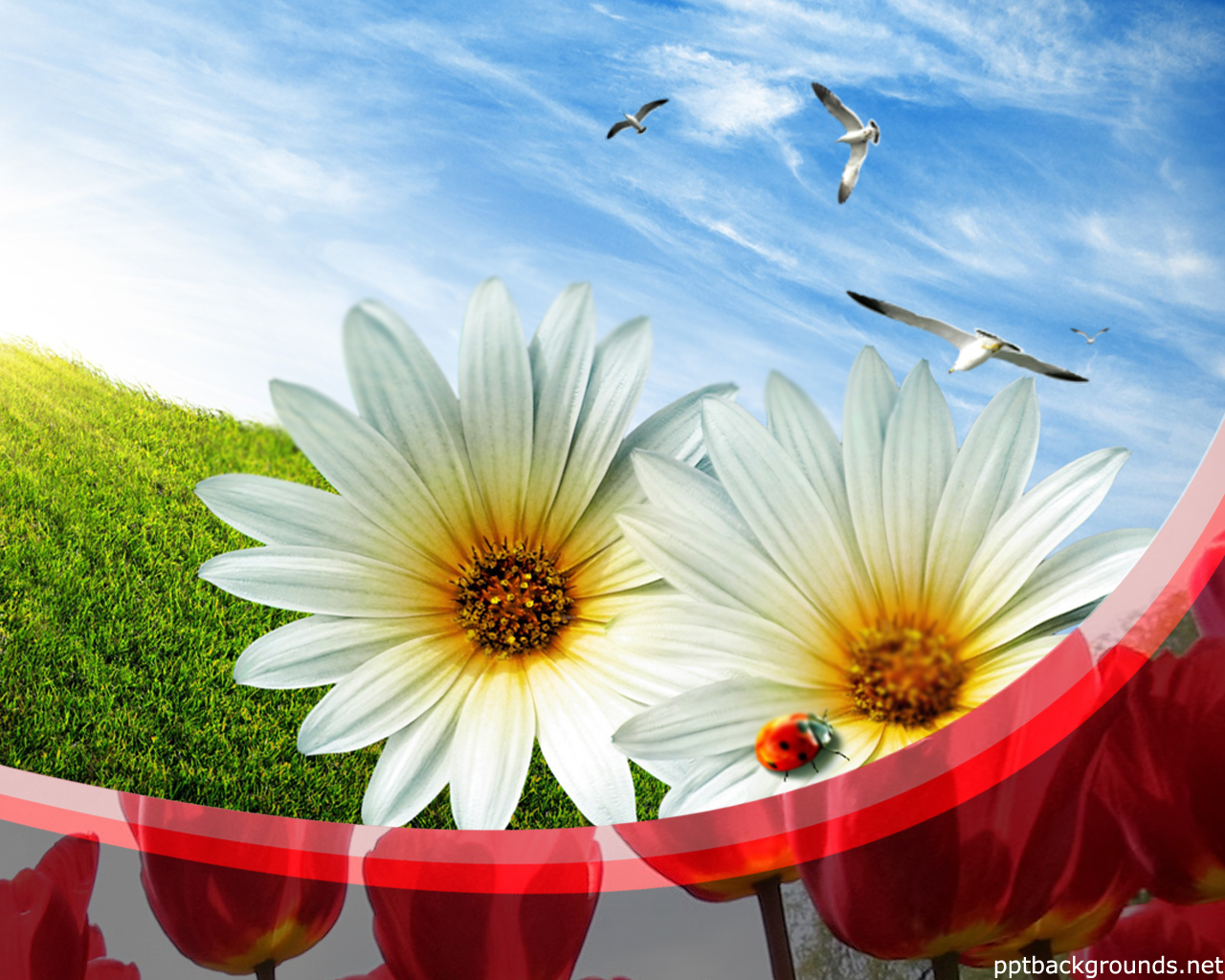 Daisy and Sky powerpoint background