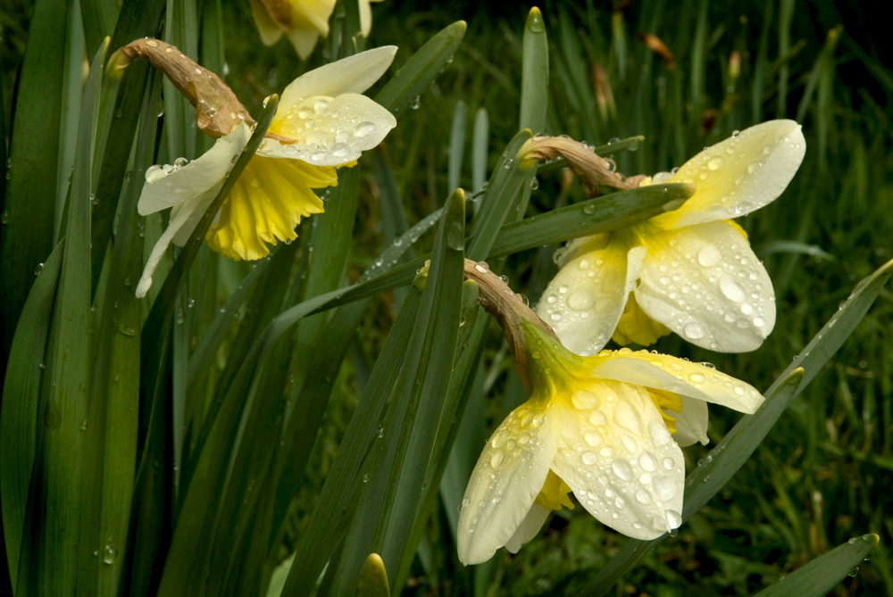 dewy daffs retouched powerpoint background