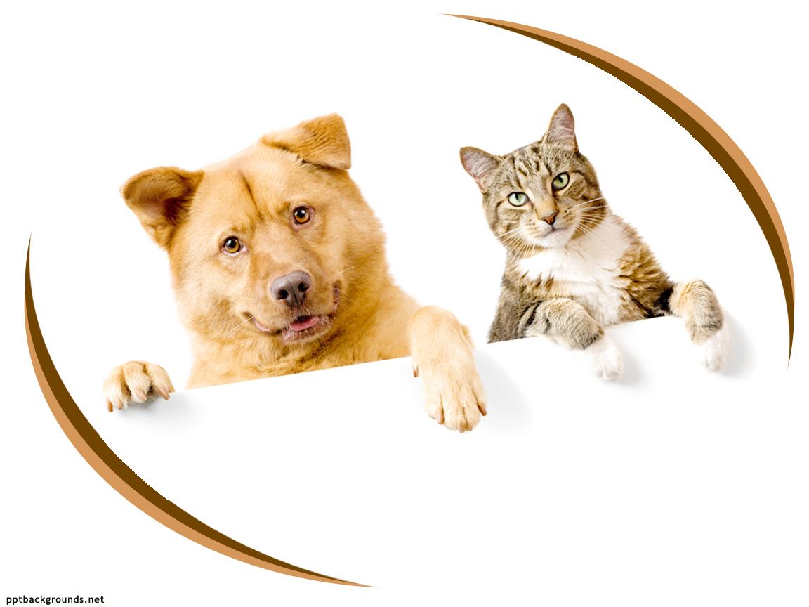 Pets Frame powerpoint background