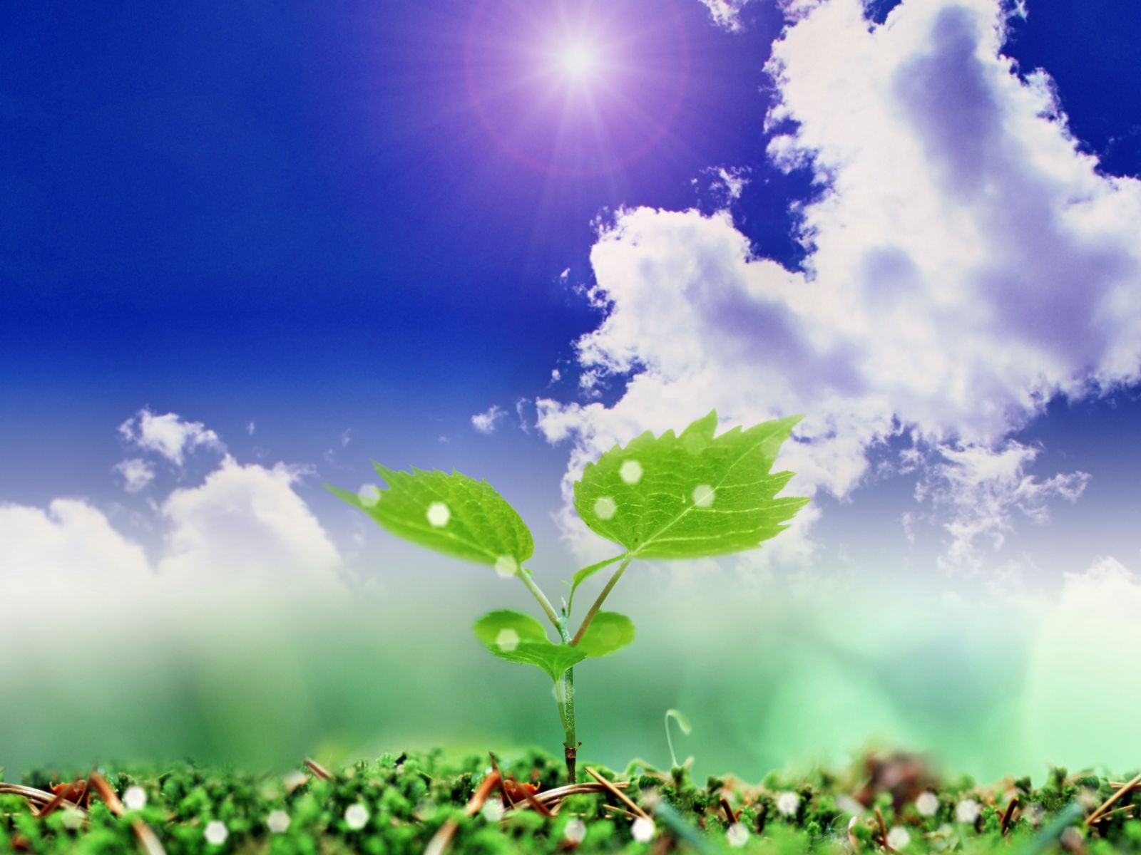 Plant and Clouds powerpoint background