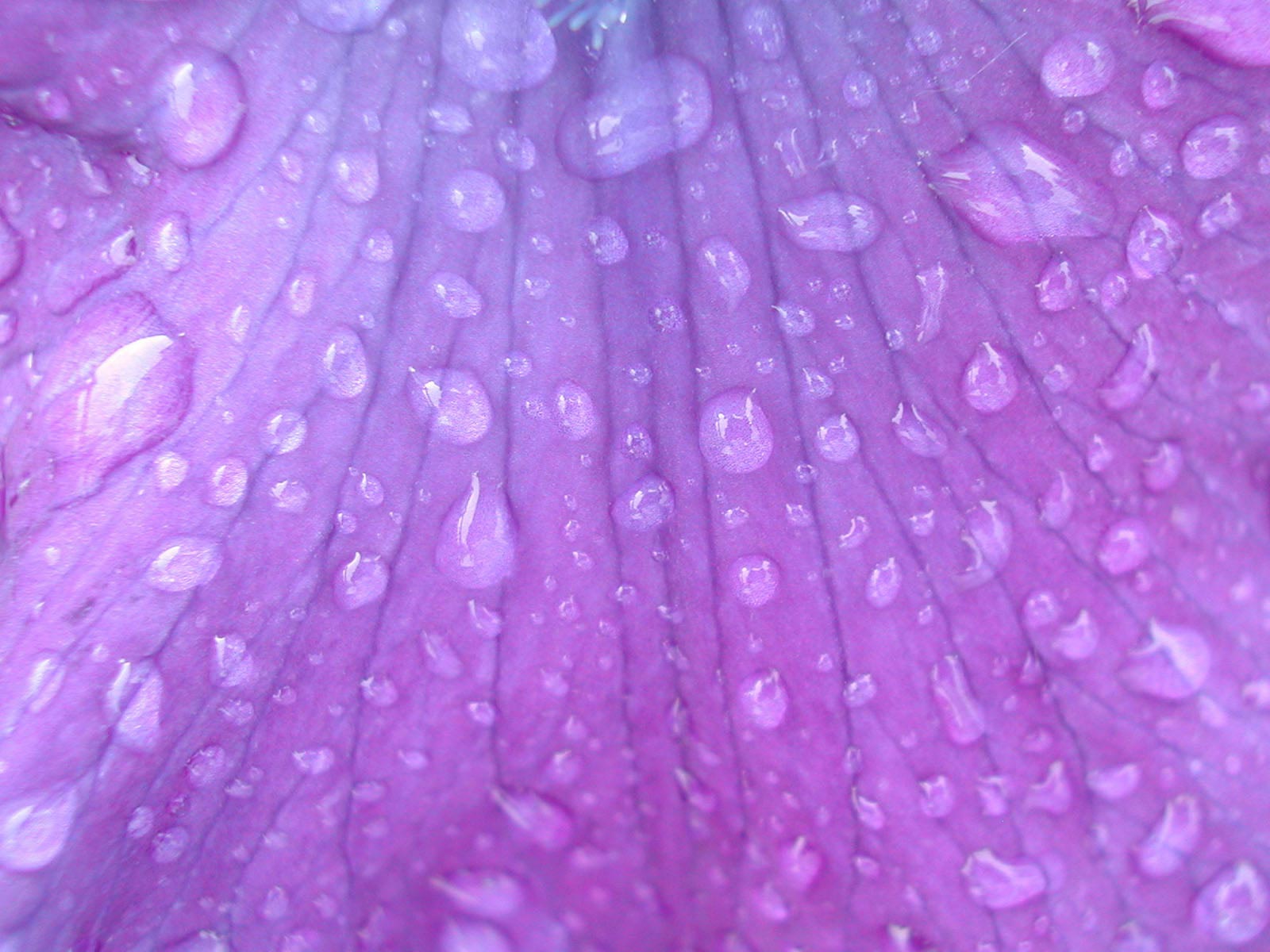 Raindrops on a purple flower powerpoint background