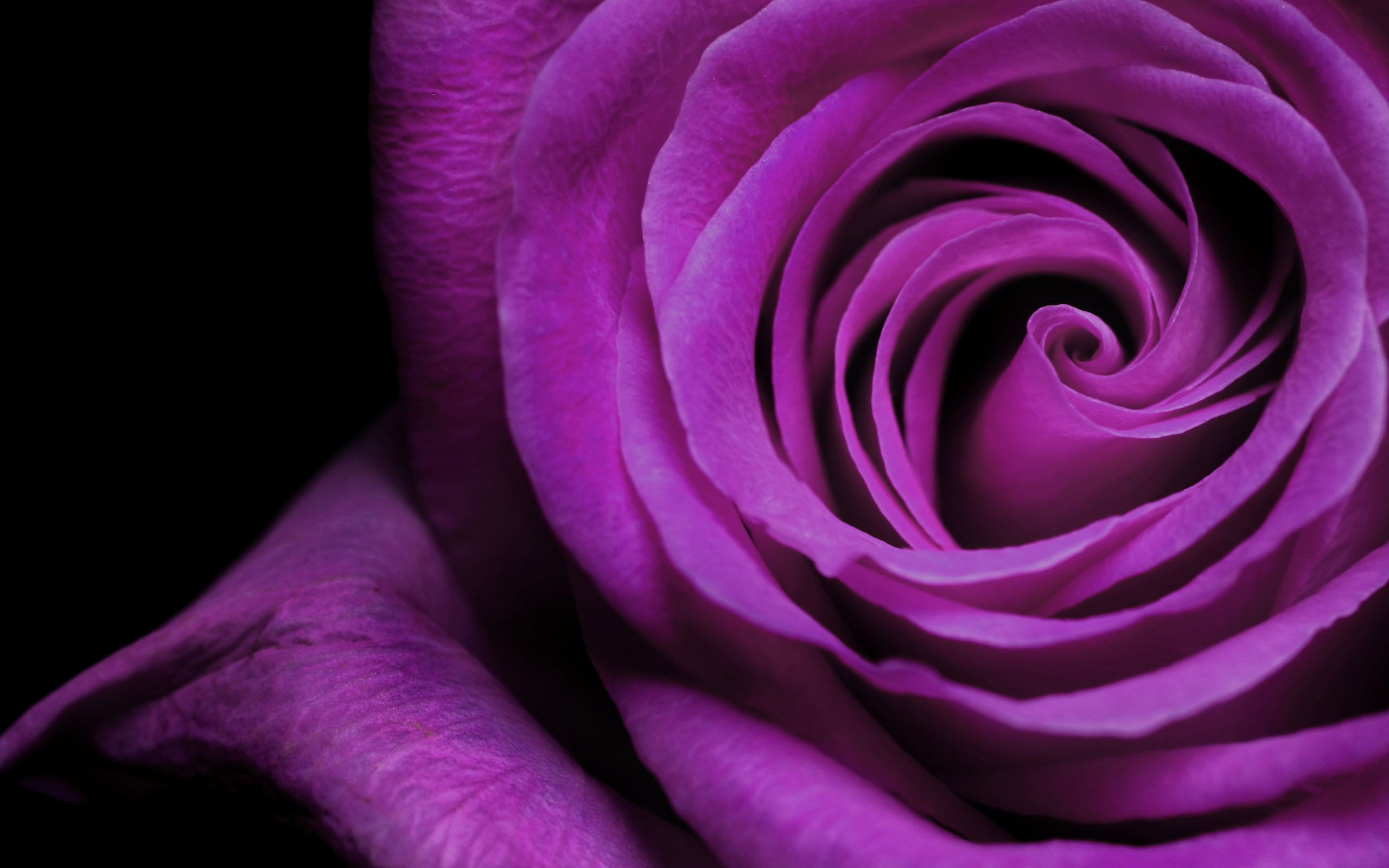 Rose flower powerpoint background