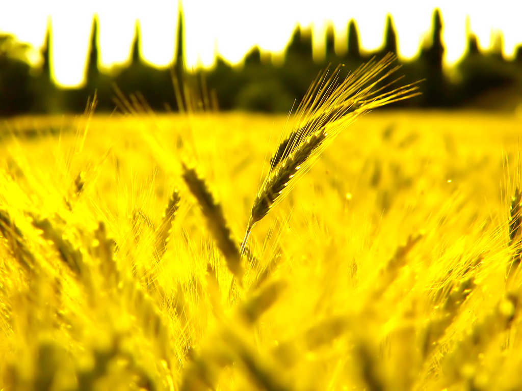 Sunny wheat fields powerpoint background