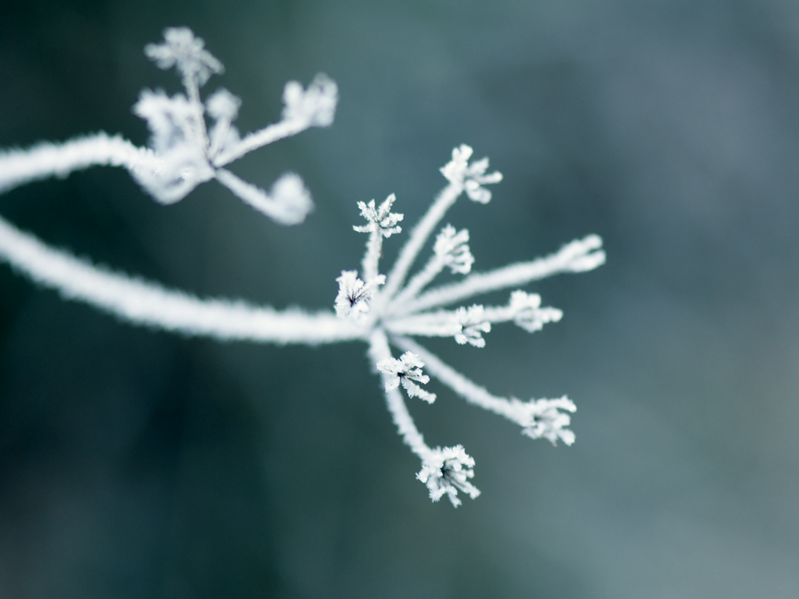 Winter frosted branch powerpoint background