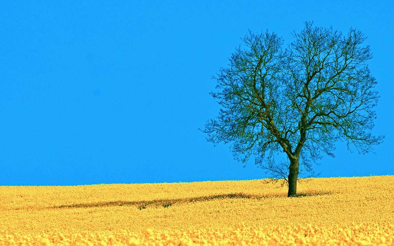 Yellow field and tree powerpoint background